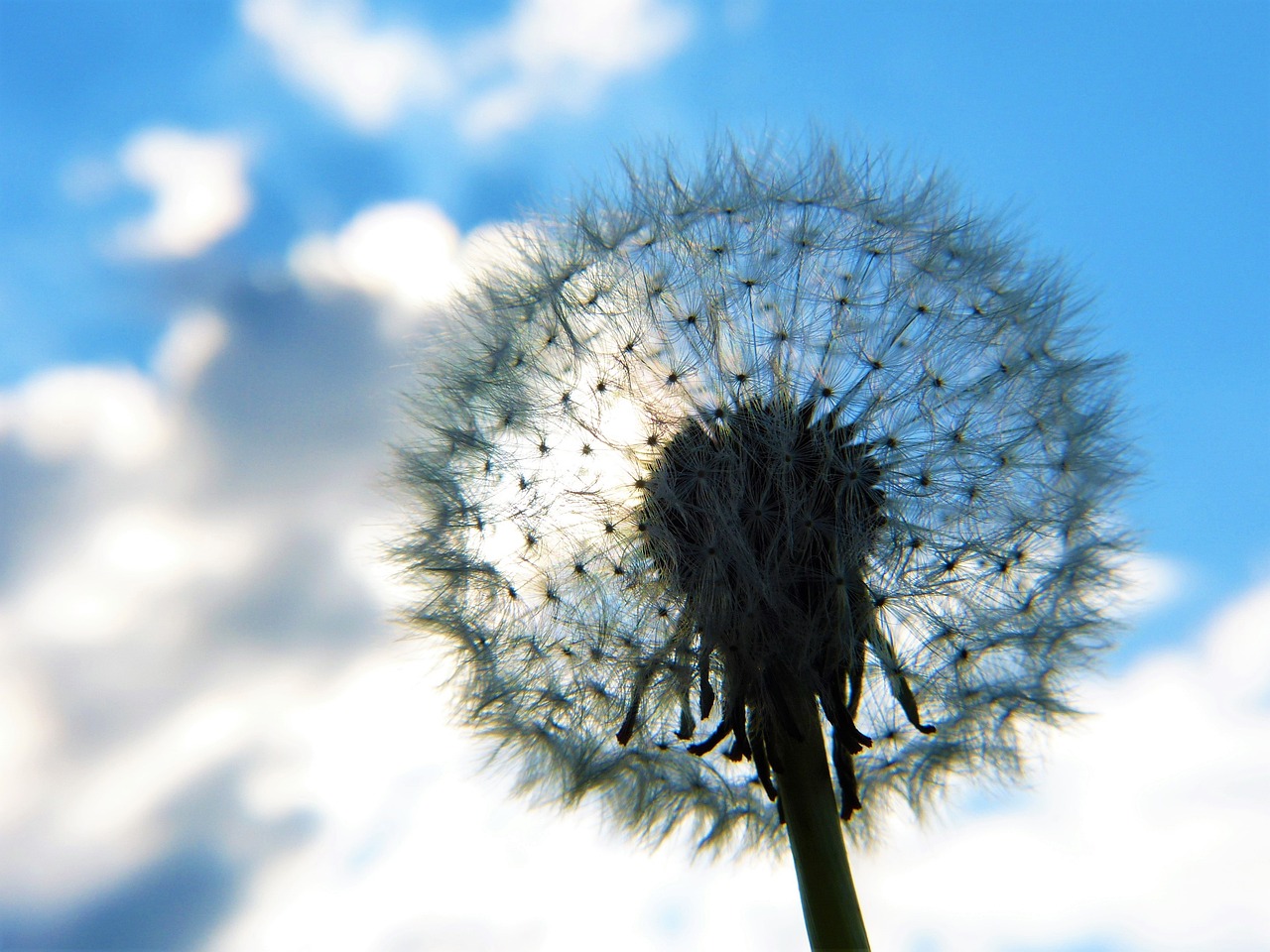 dandelion, umbrella, heaven