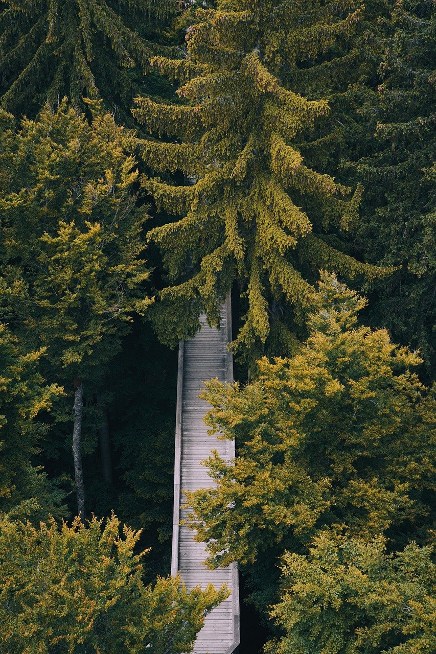 trees, bavarian forest, germany