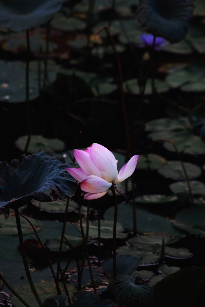 a pink flower sitting on top of a lush green field